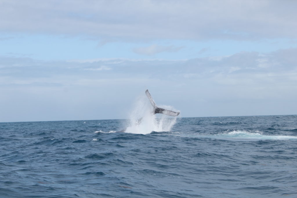 Observação das Baleias, Prado-BA | foto: Ingrediente da Vez
